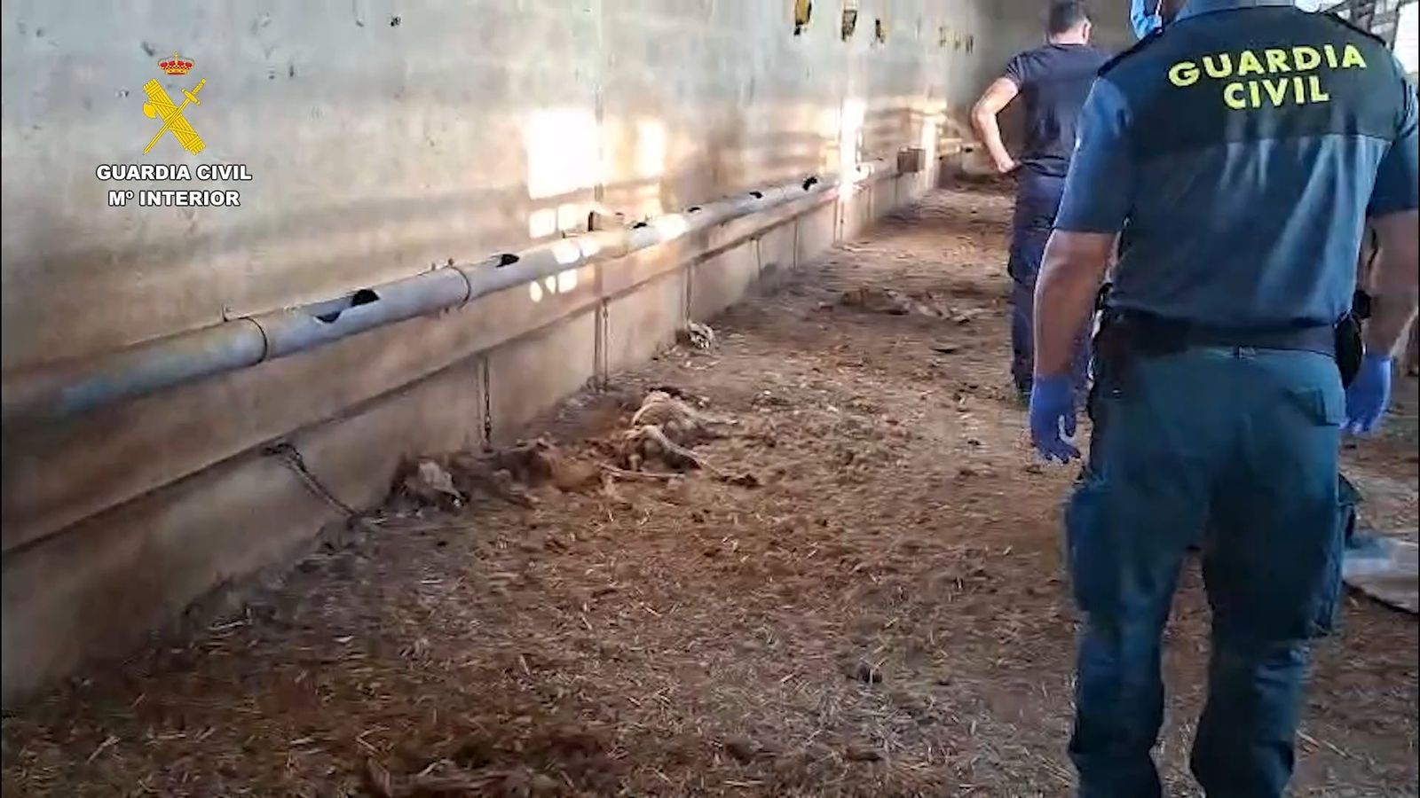 Encuentran 32 perros muertos por inanición en una finca de Badajoz