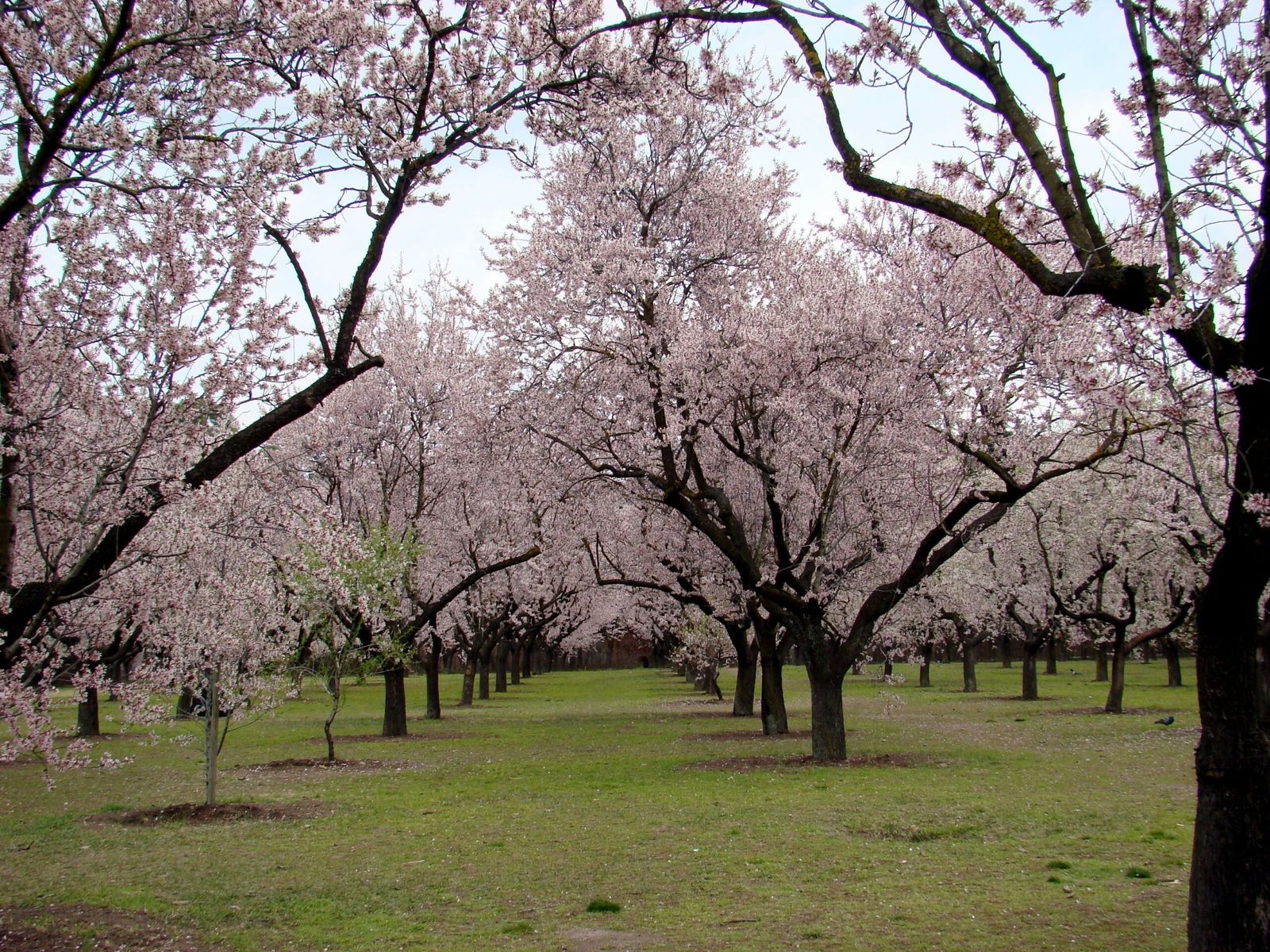 Almendros en flor en la Quinta de los Molinos