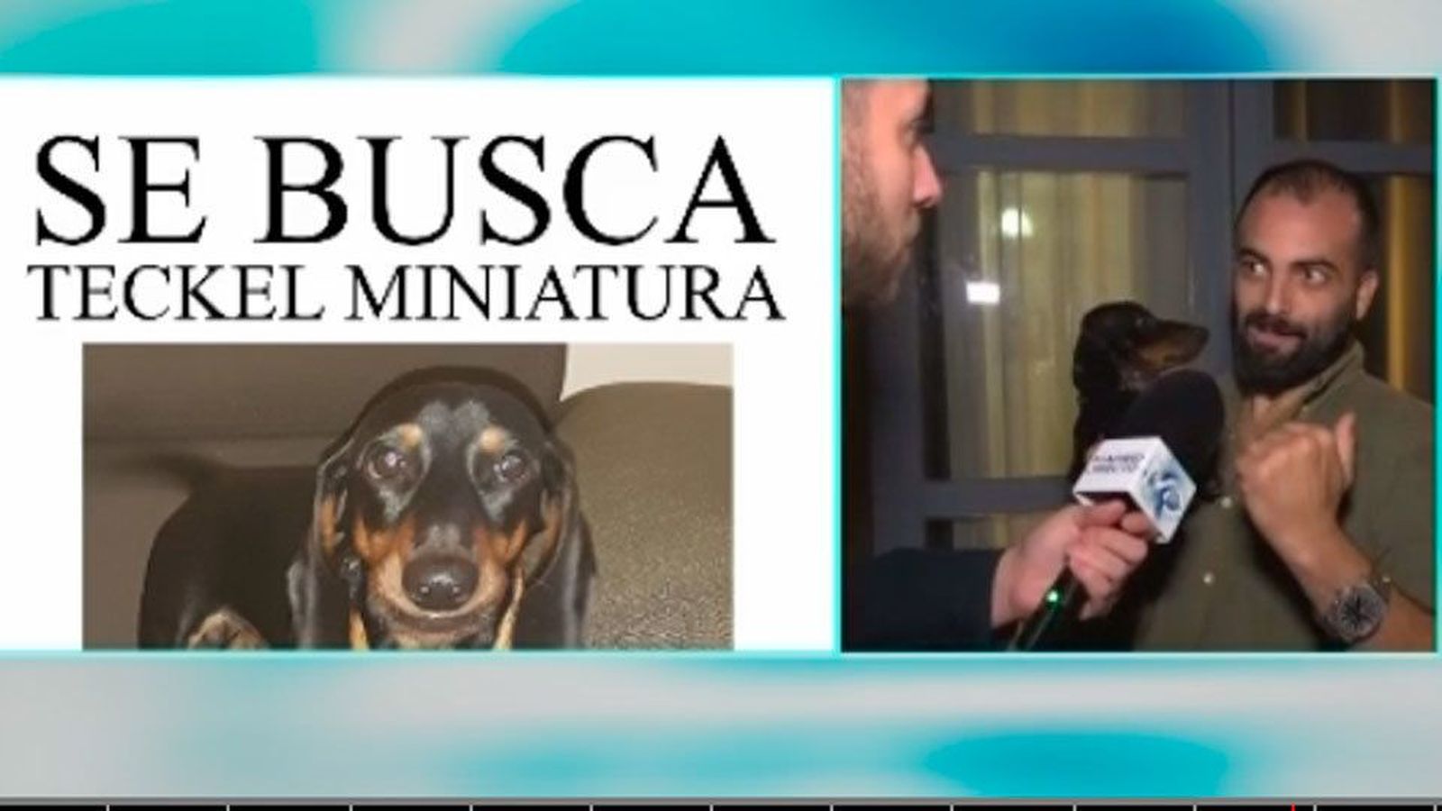 Ofrecen 10.000 euros a quien halle a "Lonchas", un perro perdido en Alcalá