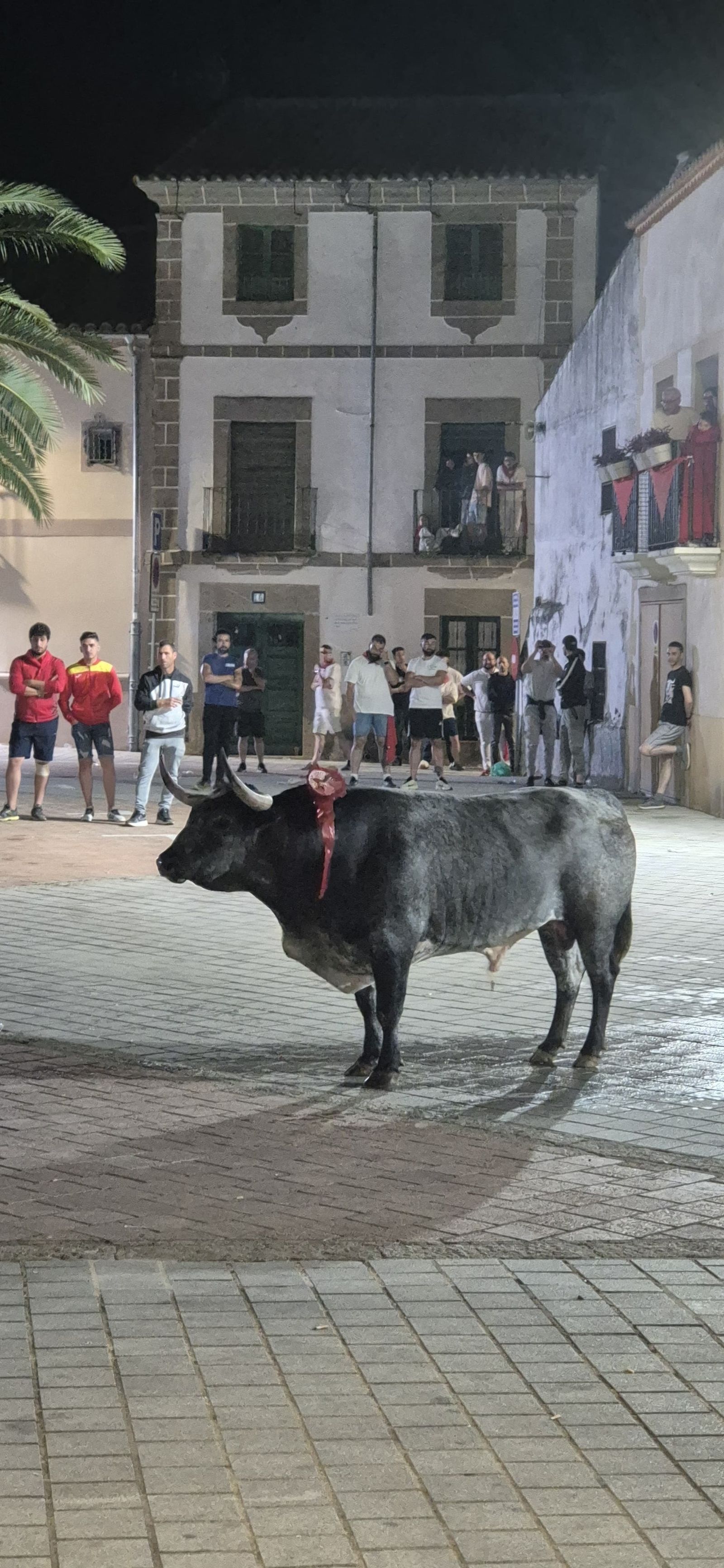 Encierros de Coria, Cáceres