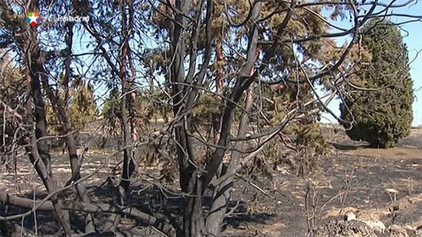 Incendio forestal