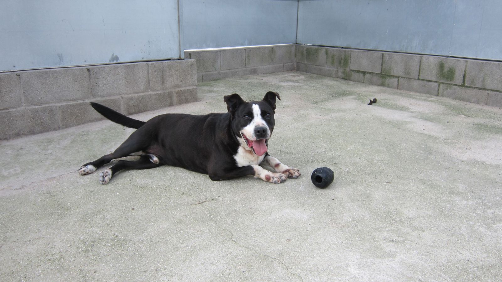 Uno de los perros pendientes de adopción en Móstoles