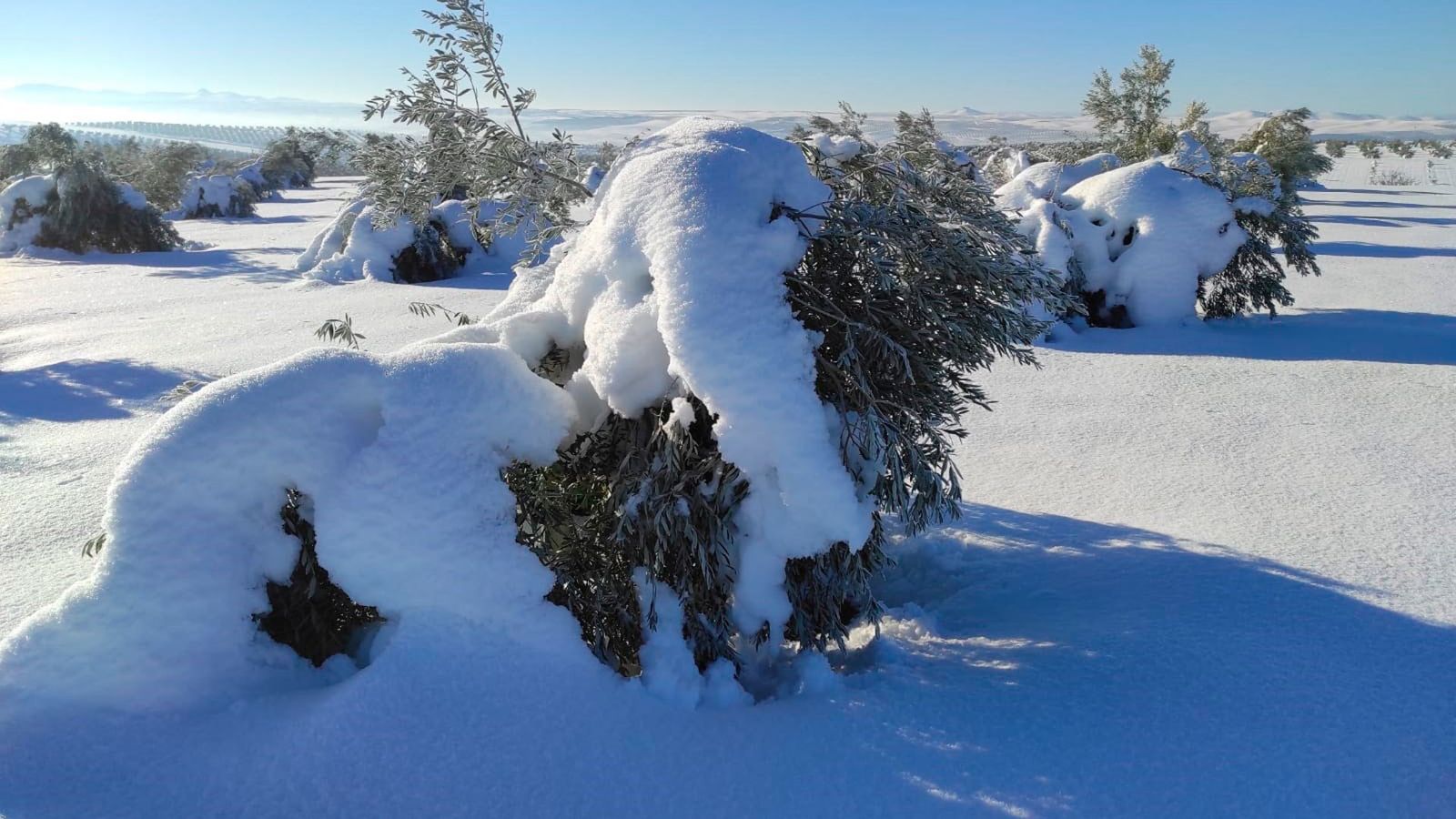 Olivos cubiertos por la nieve en La Rioja