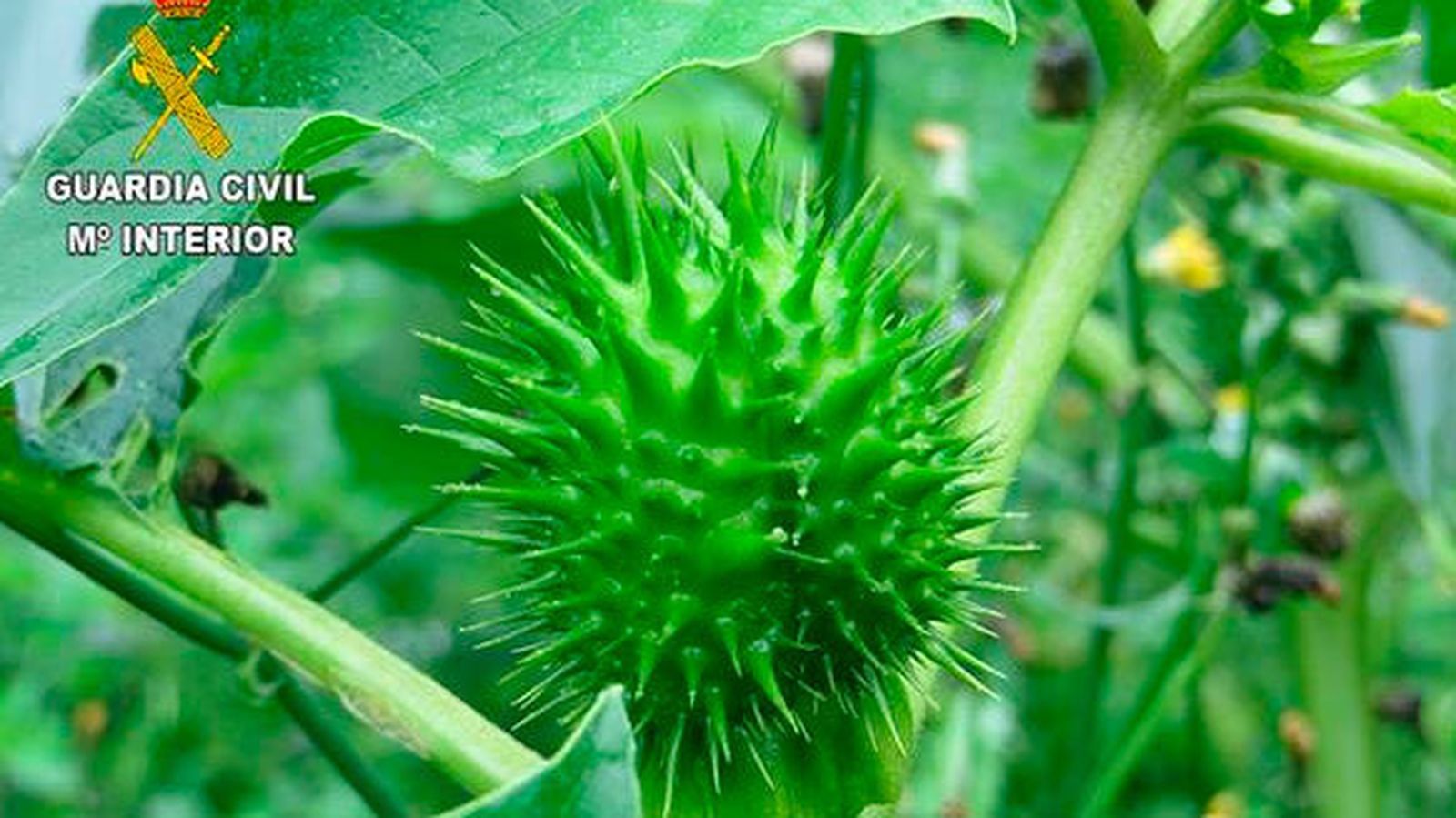 Planta de la burundanga