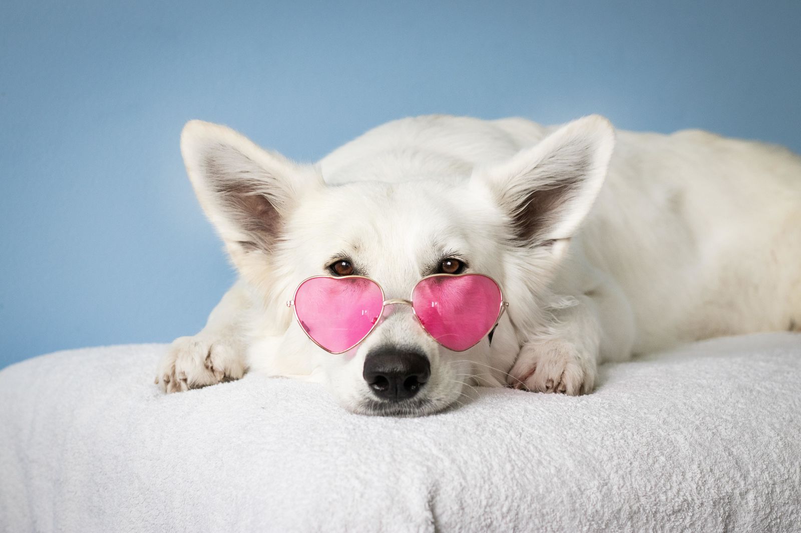 Los perros influencer más famosos de Madrid