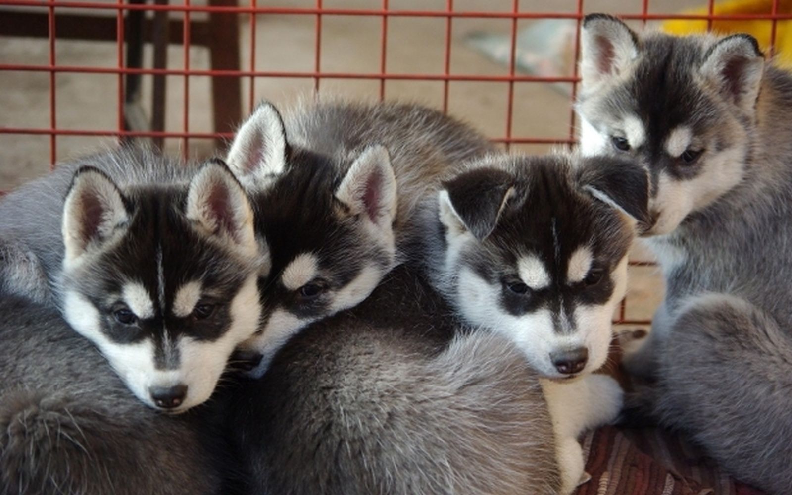 cachorros_perro