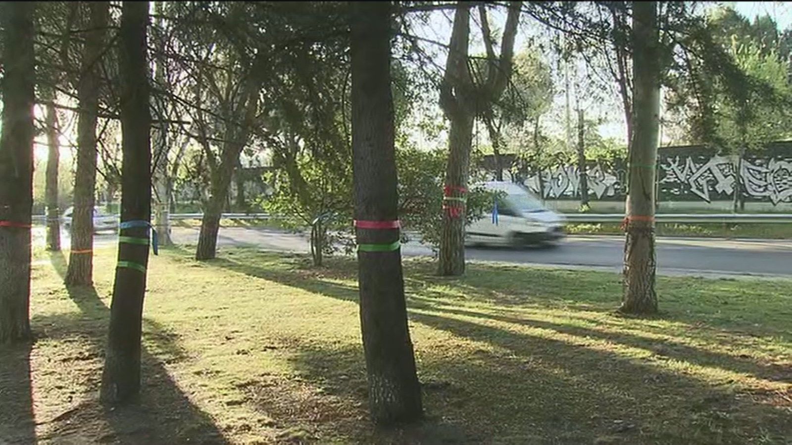 Los vecinos de Alameda de Osuna se rebelan contra Fomento que quiere talar 800 árboles centenarios