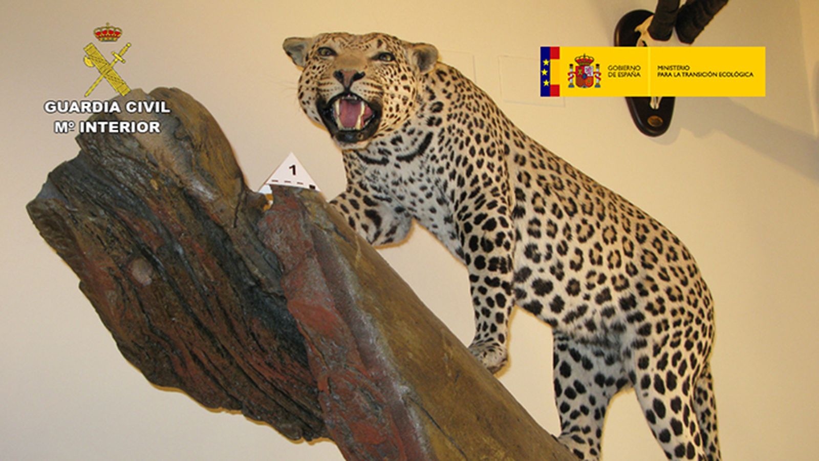 Guepardo disecado