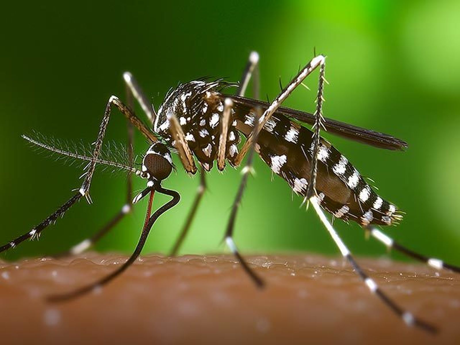 Mosquito tigre