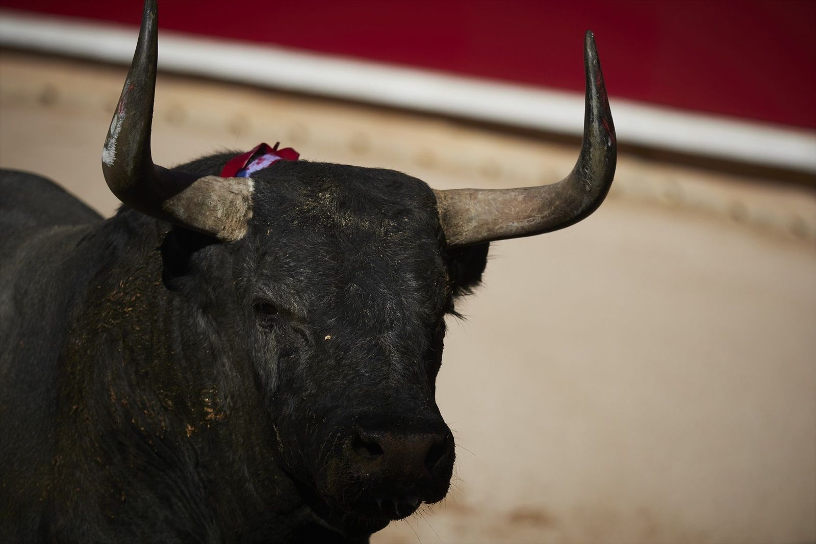 Las fiestas de Miraflores de la Sierra recuperan la tradición del 'toro del aguardiente'