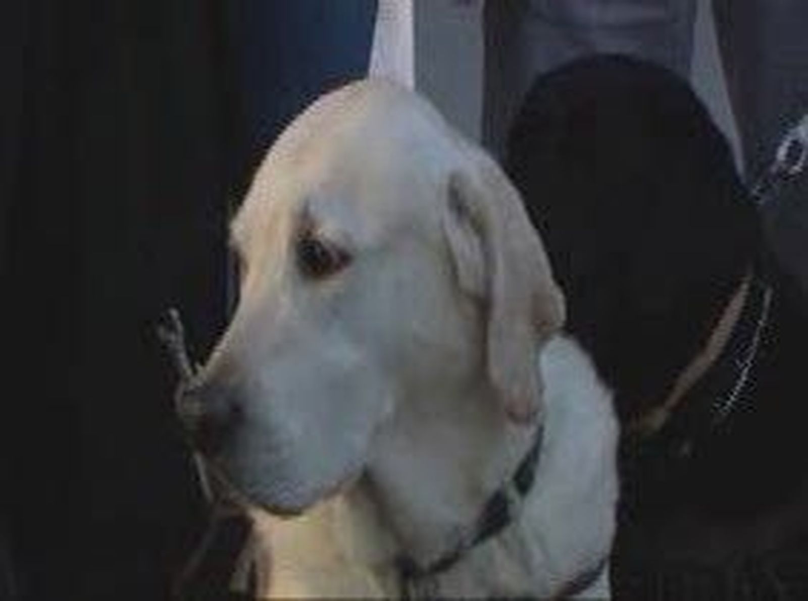 82perros_20101015V0.wmv