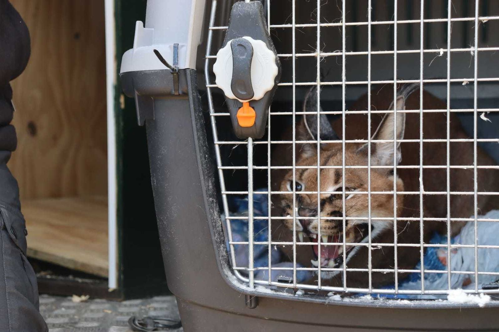 Atrapado un lince en un chalet