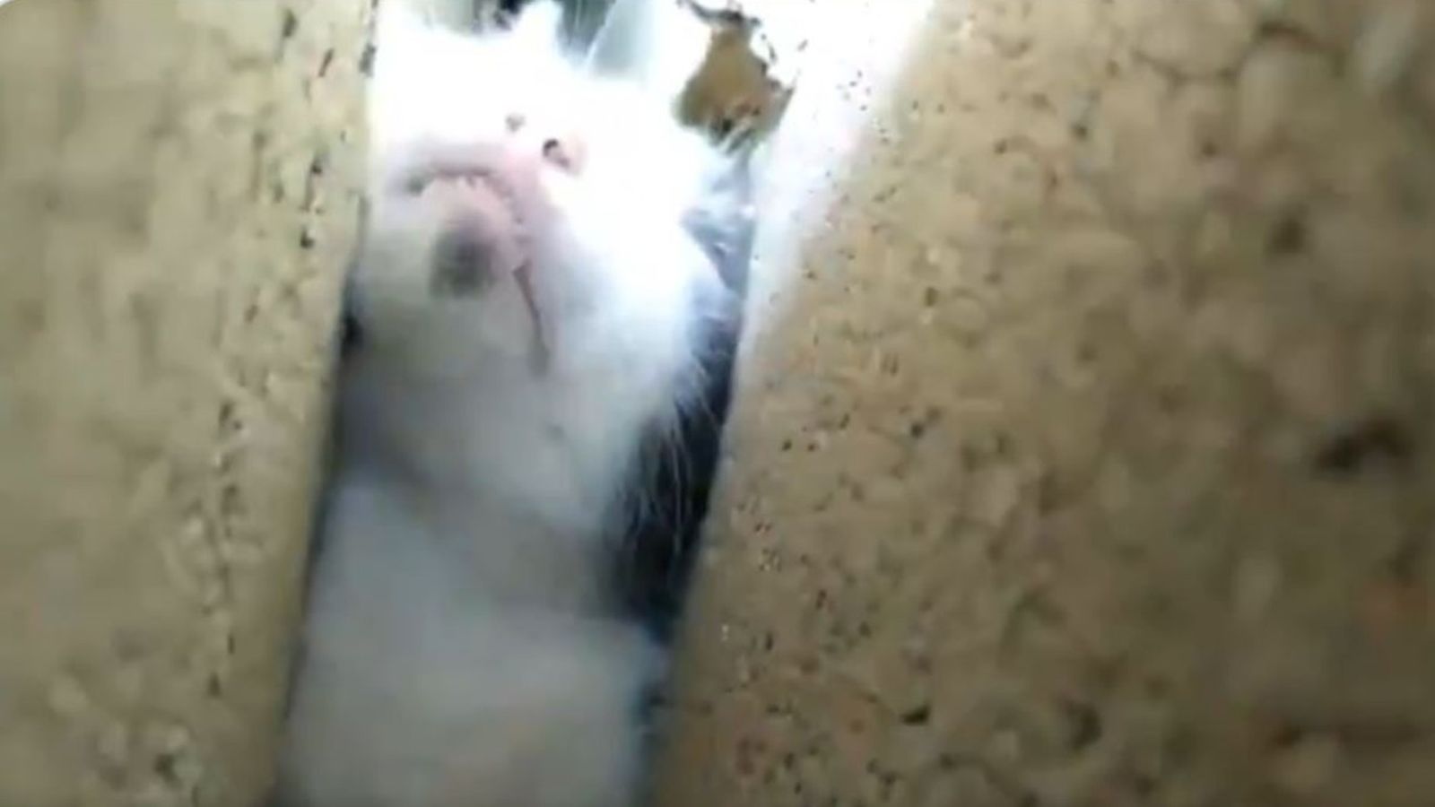 Gato atrapado