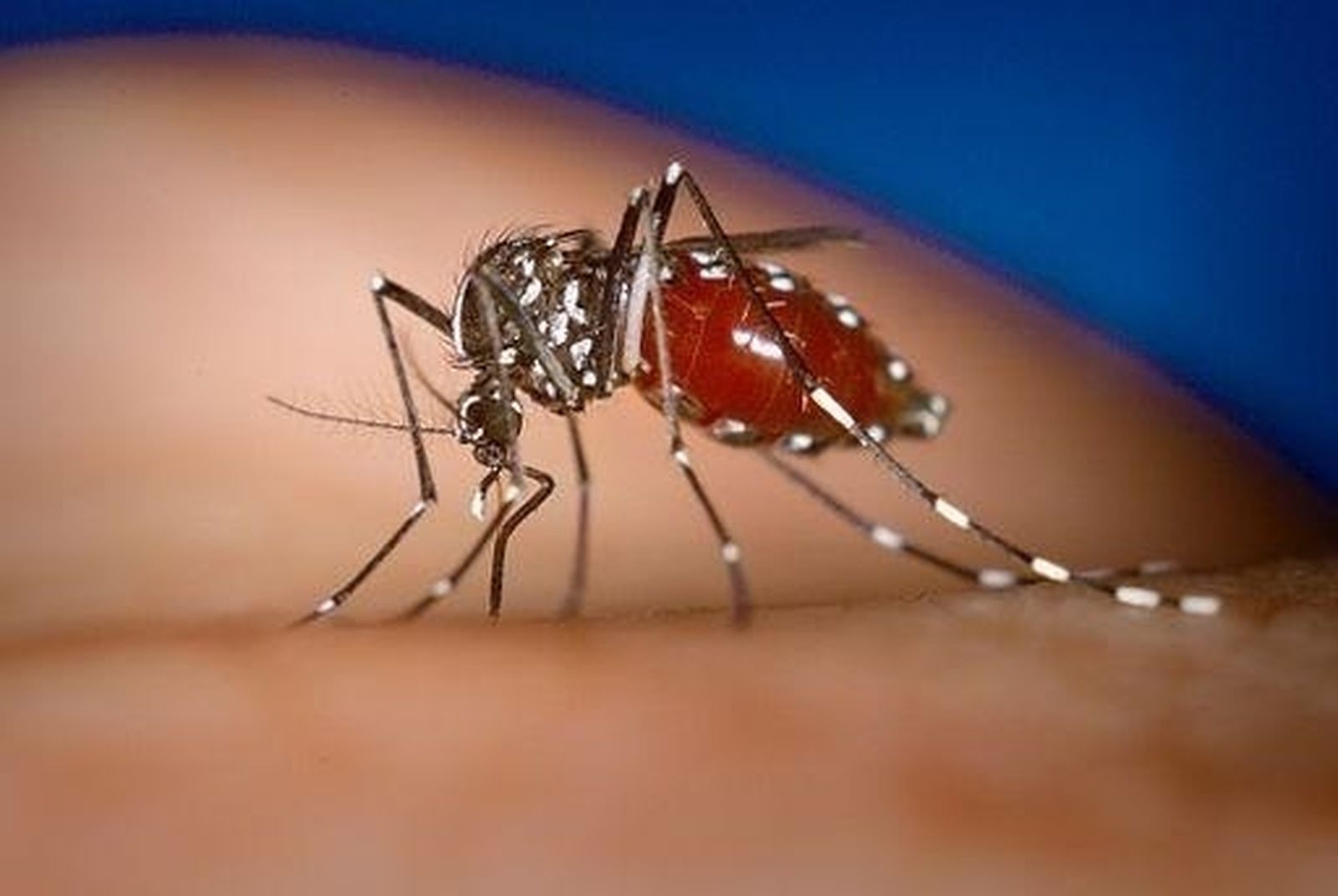 Aedes albopictus, mosquito tigre hembra alimentándose de un huésped humano.
