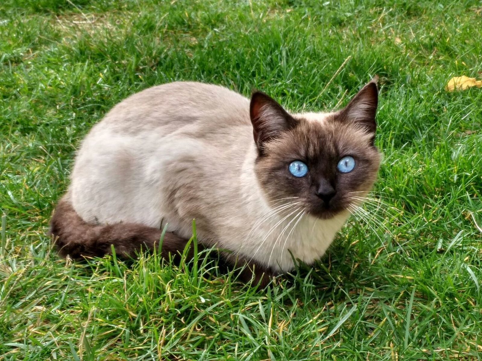 Galería de gatos