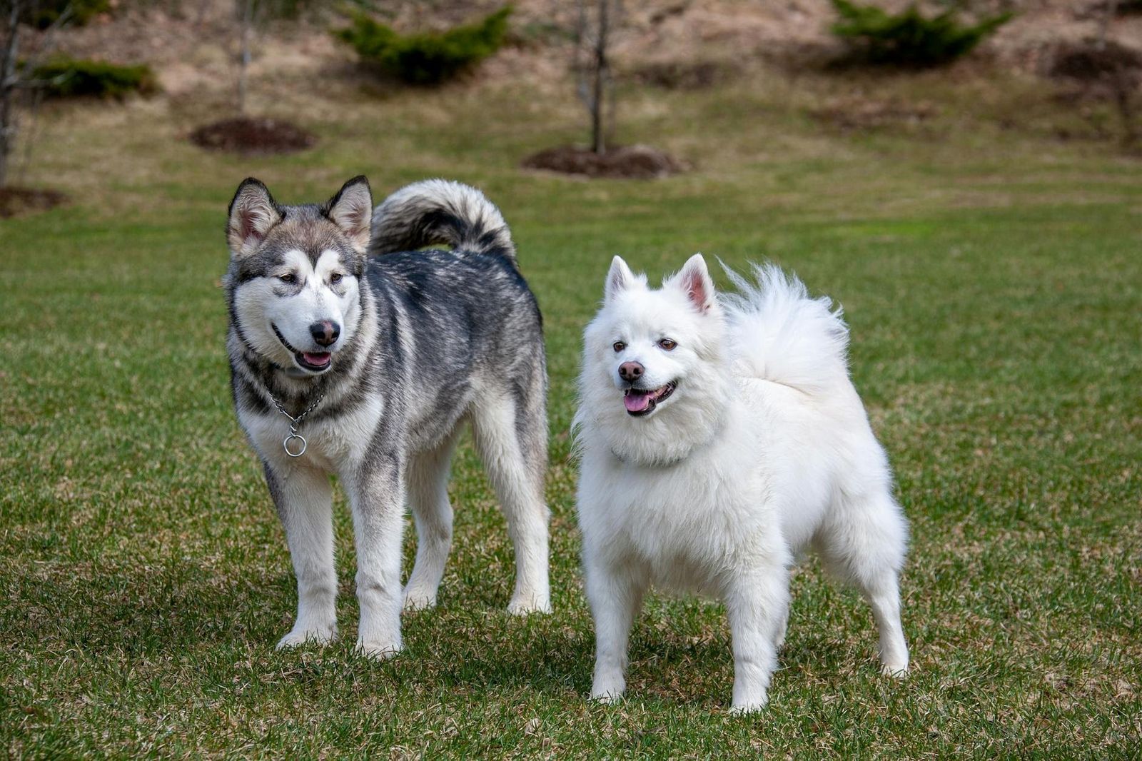 Dos perros en un parque de Madrid