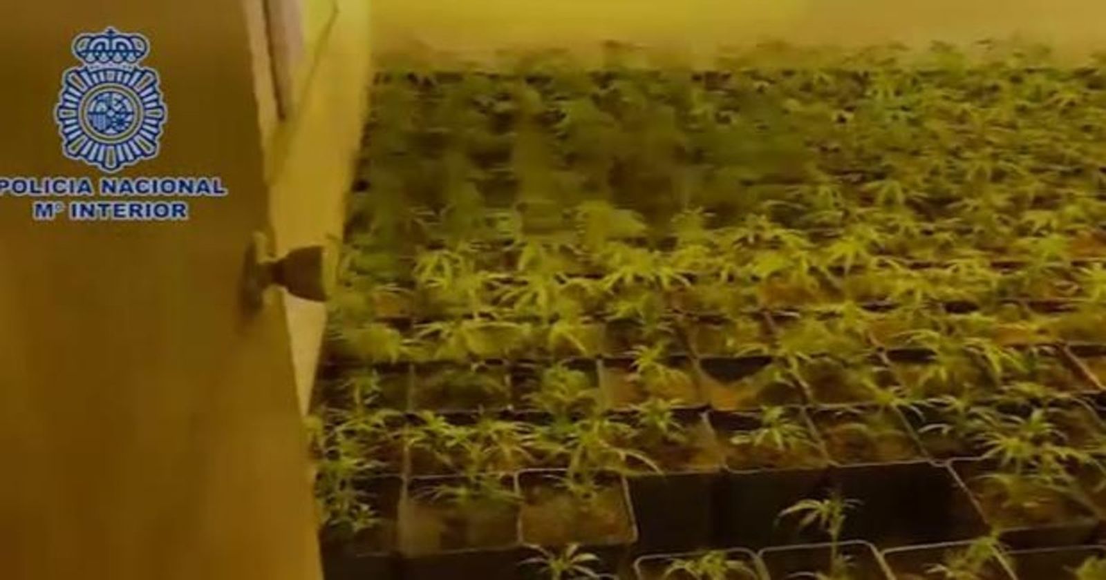 Incautadas más de 2.500 plantas de marihuana en chalés de Guadalix y Algete