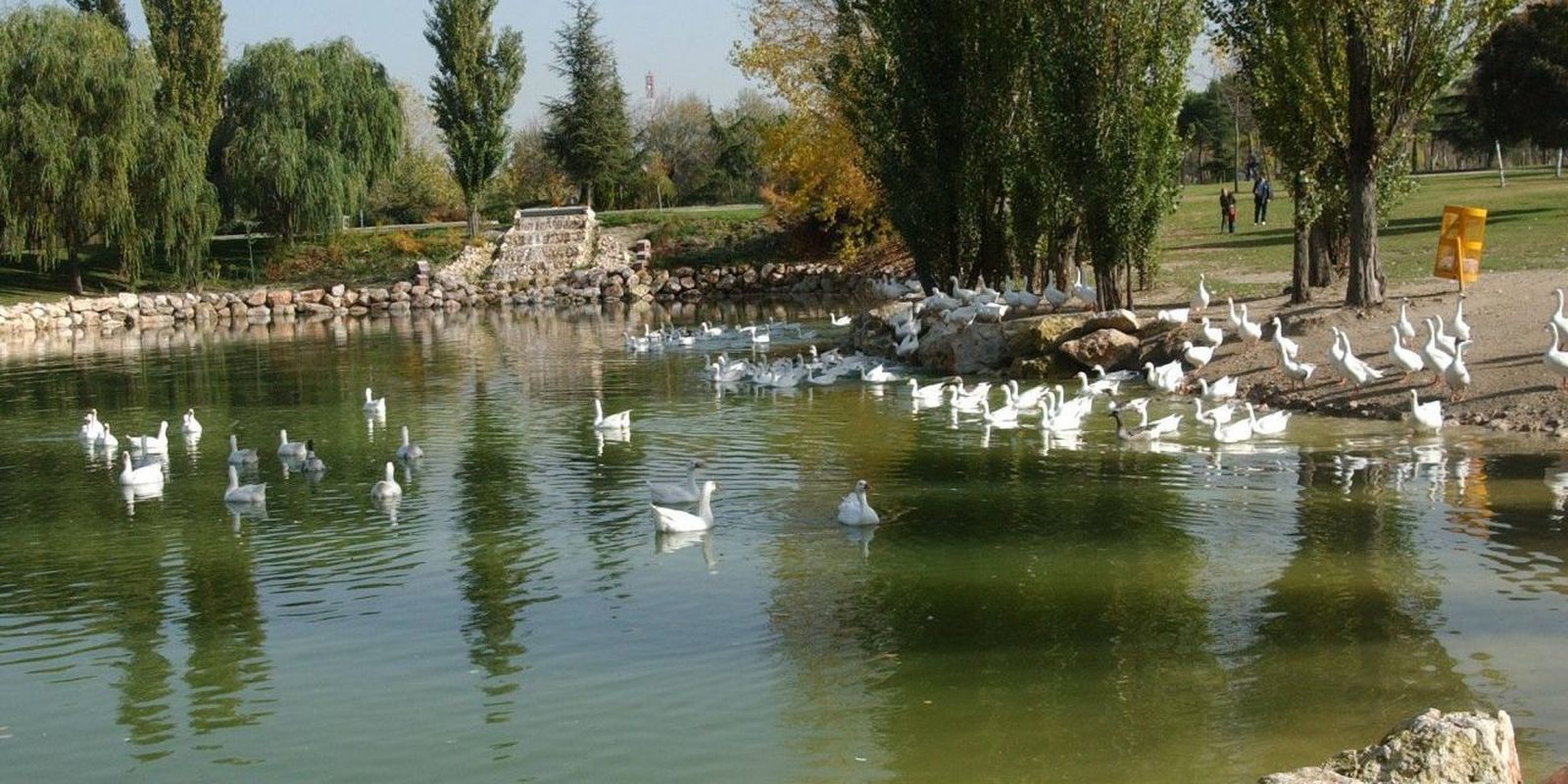 Un centenar de aves muertas por gripe aviar en Móstoles