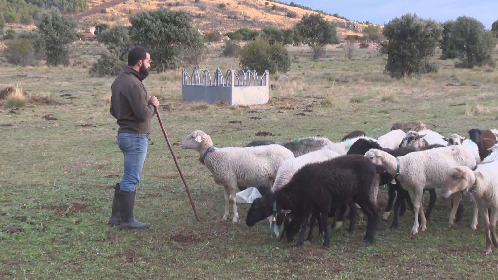 Ganadero de la sierra de Madrid