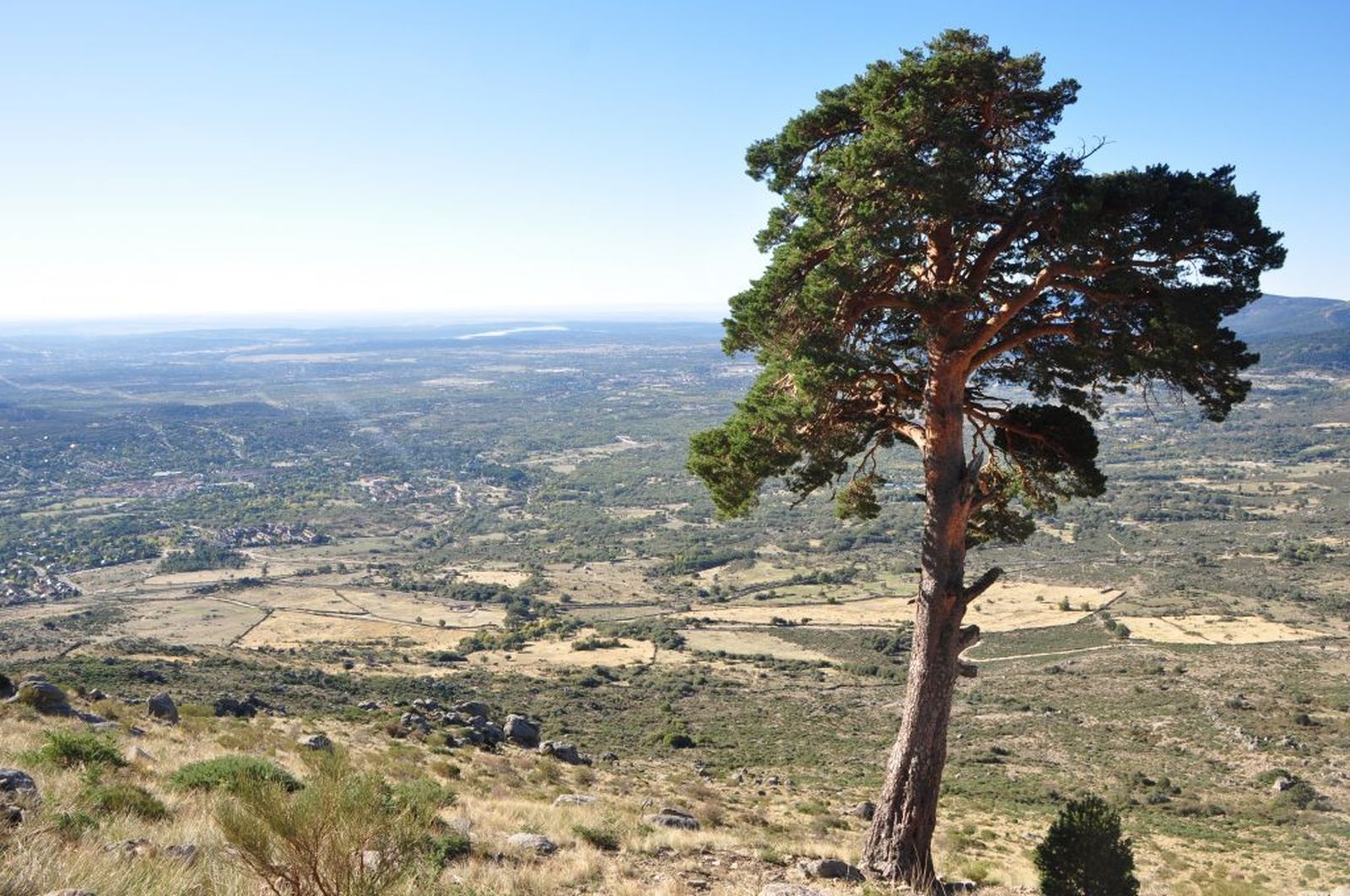 El Pino de San Roque, árbol singular de la Comunidad de Madrid