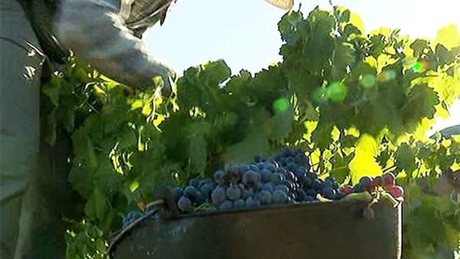 Vendimia: el calor adelanta la recolección