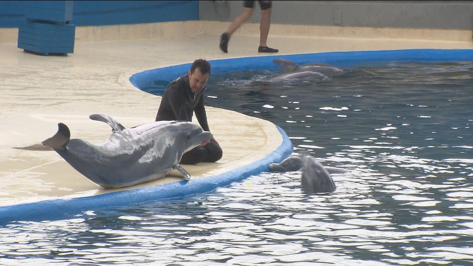 Investigan al Zoo Aquarium de Madrid por un supuesto maltrato animal