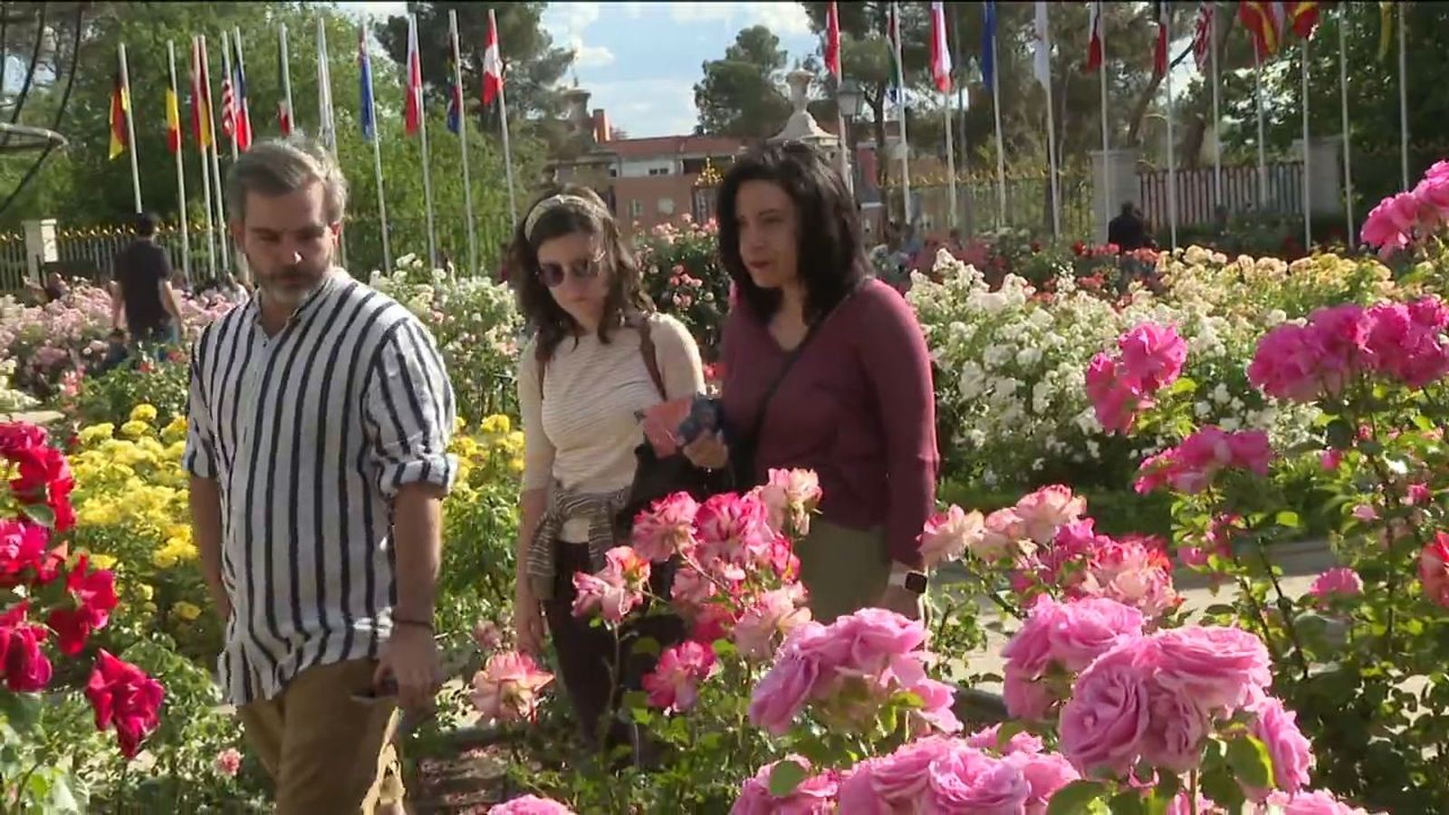 Rosa de Madrid