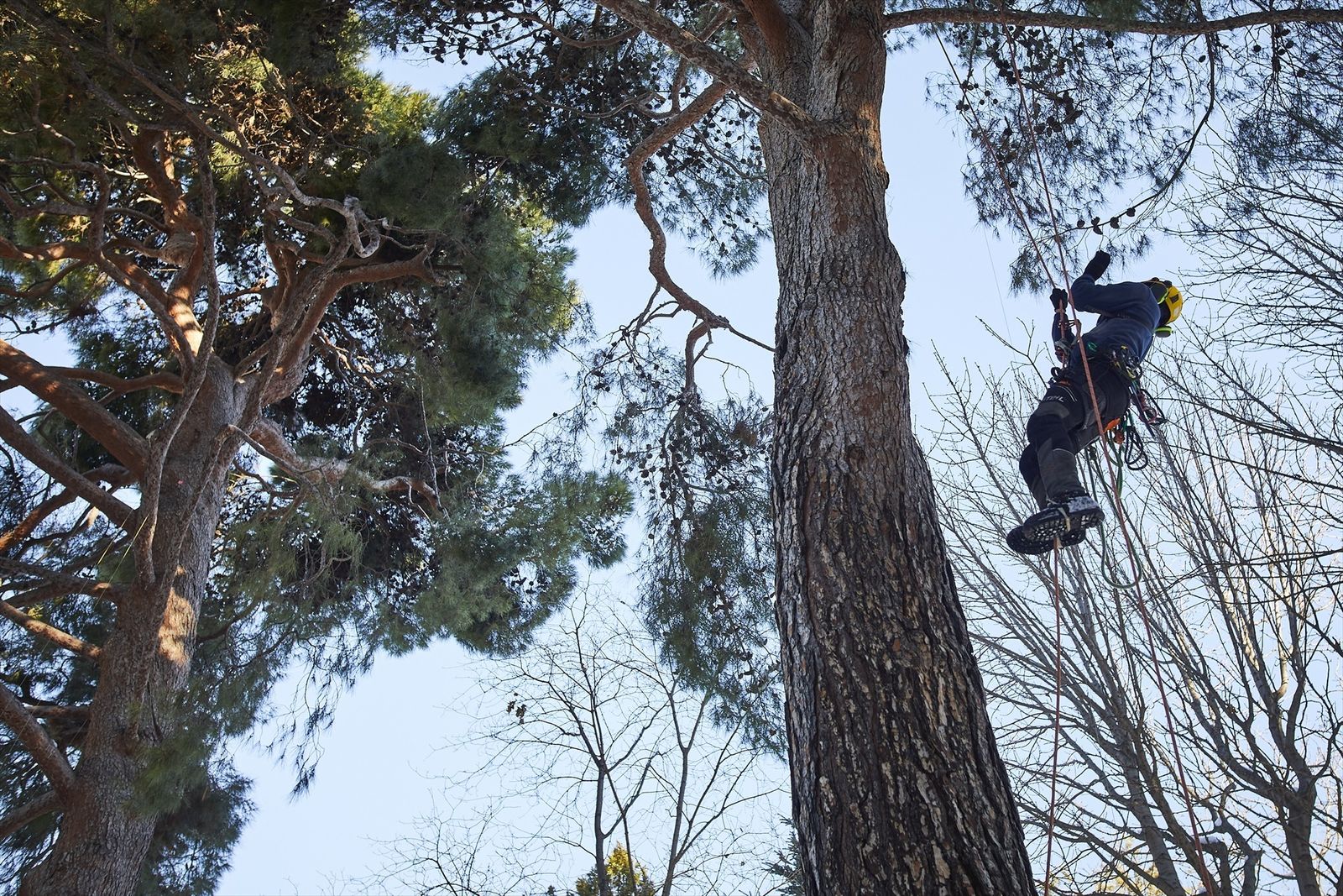 Trabajos en altura en el Real Jardín Botánico tras el paso de la borrasca Filomena