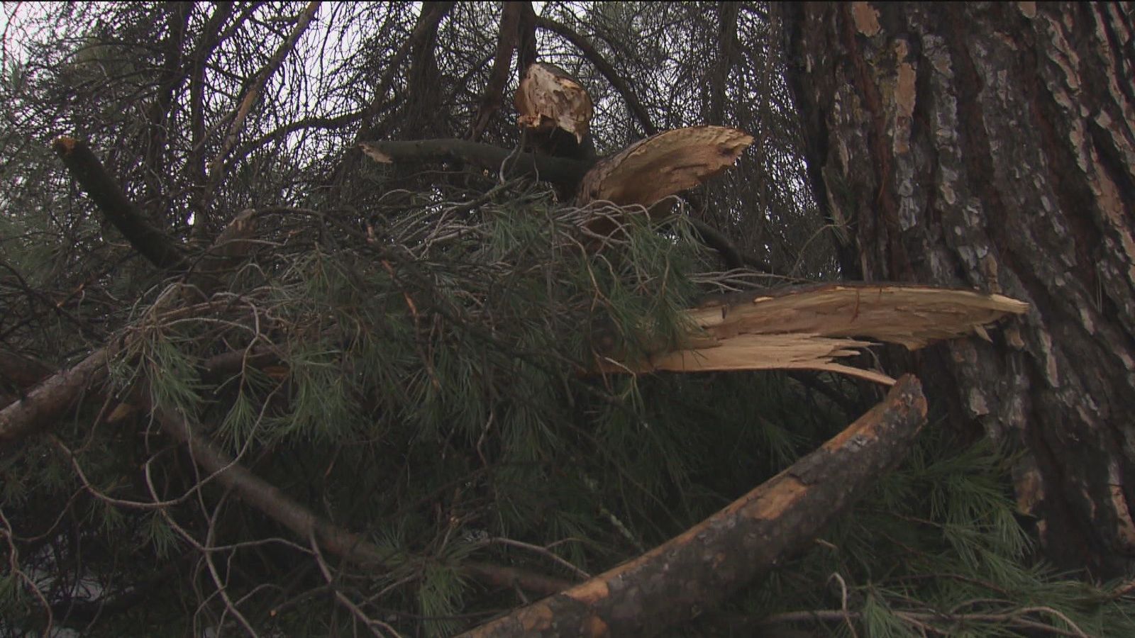 Preocupación entre los vecinos de la Dehesa de la Villa tras comprobar los destrozos de Filomena en su bosque forestal