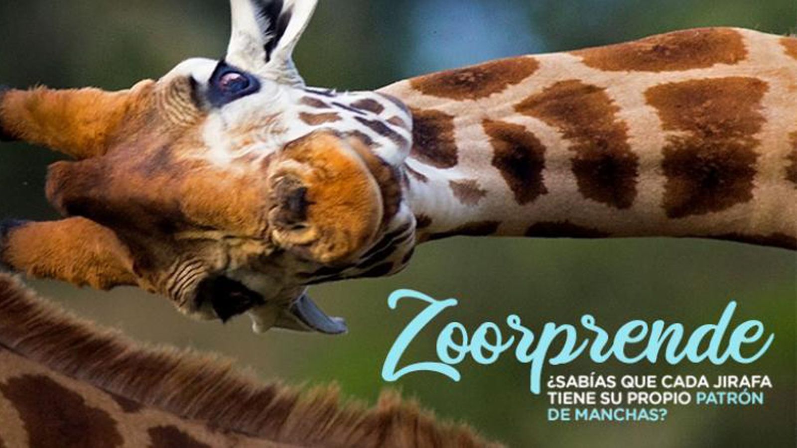 Girafa del Zoo