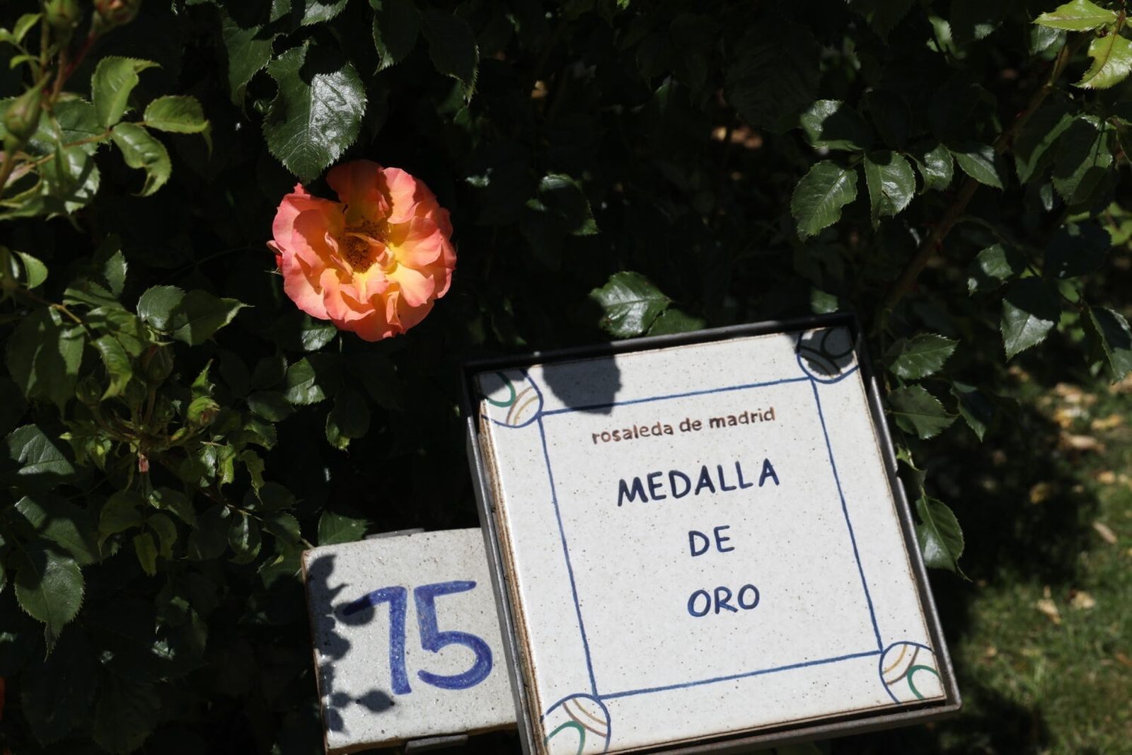 Rosa ganadora del Concurso Internacional Rosa 'Villa de Madrid'