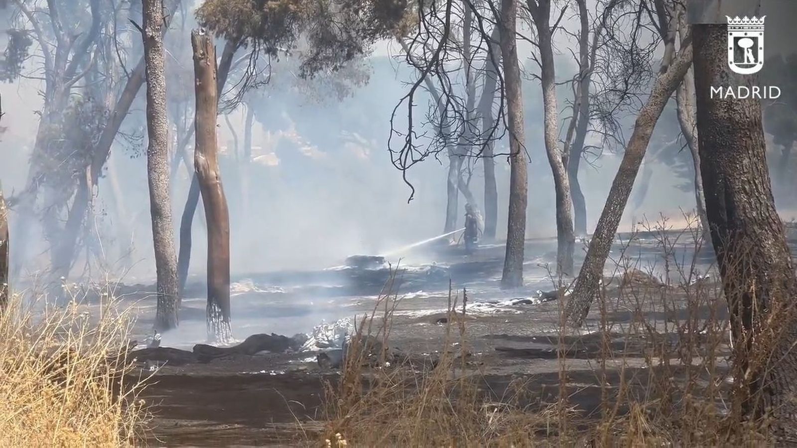 Incendio en un pinar próximo a la Avenida de los Poblados