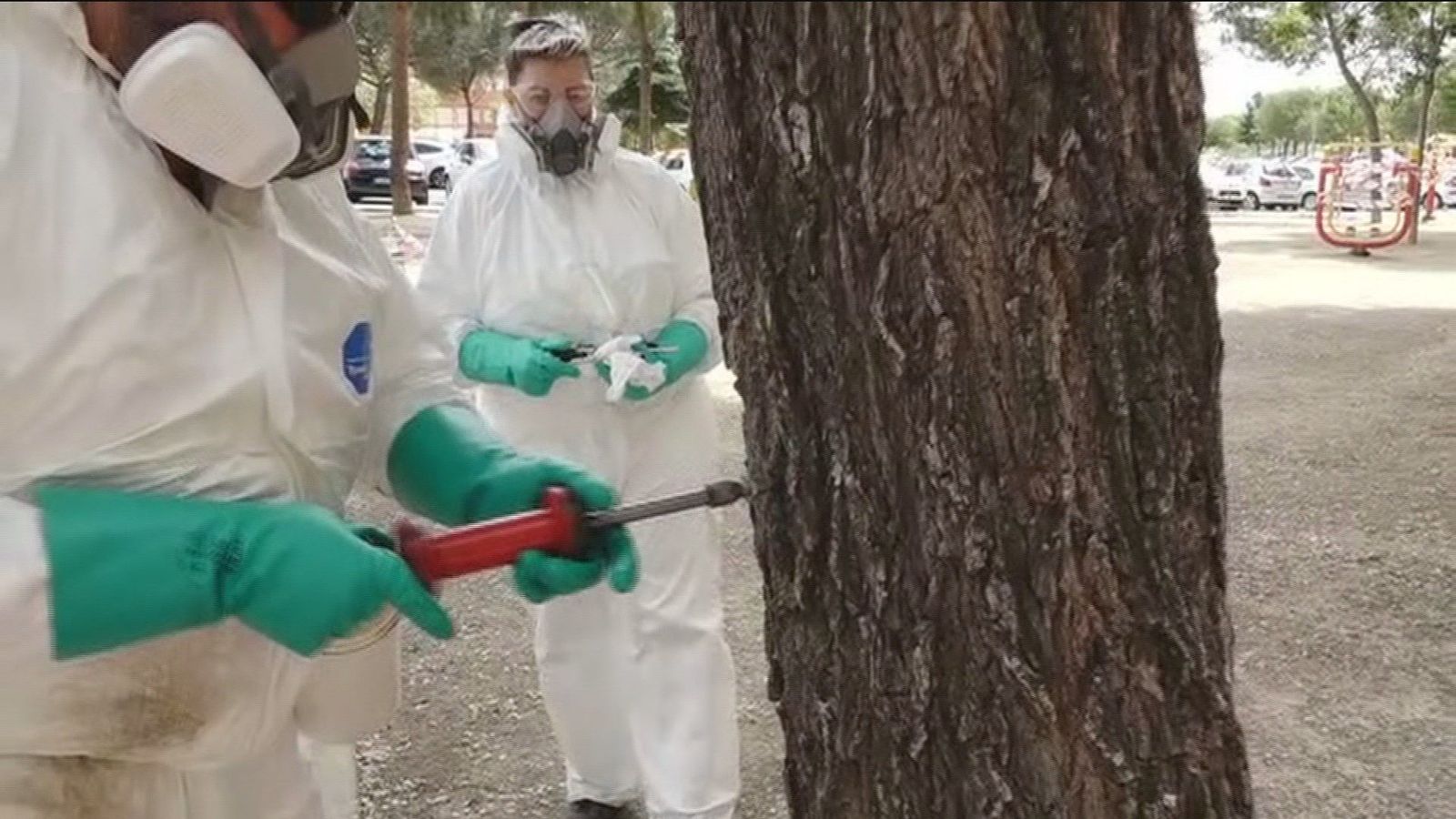 Así 'exterminan' a la galeruca en Fuenlabrada