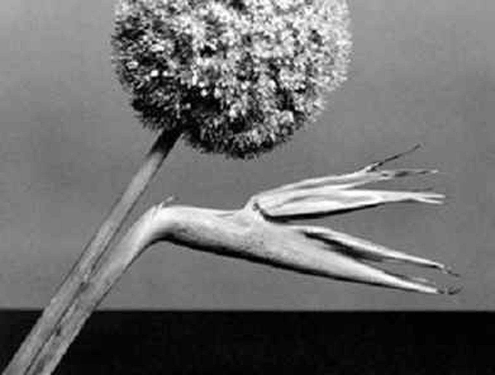 La Galería Elvira González exhibe 28 fotografías de Robert Mapplethorpe