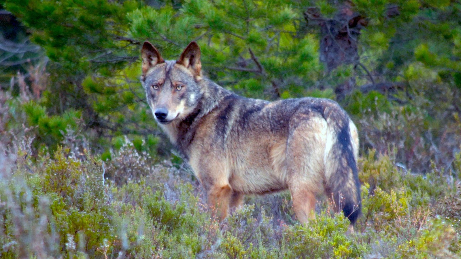 España prohíbe la caza del lobo