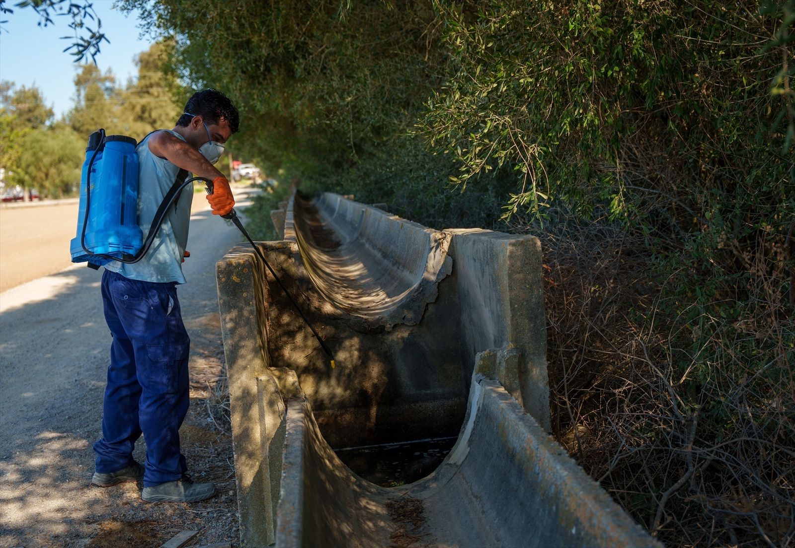 Tratamiento contra los mosquitos transmisores del virus del Nilo en Los Palacios, Sevilla