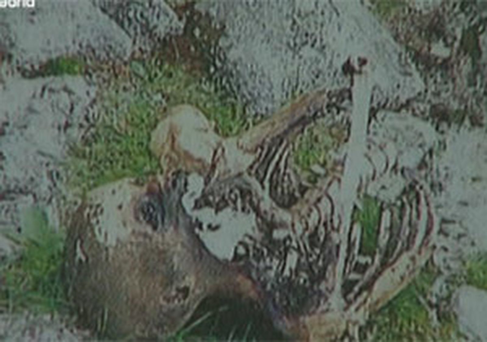 Investigan la identidad de un cadáver hallado en La Pedriza