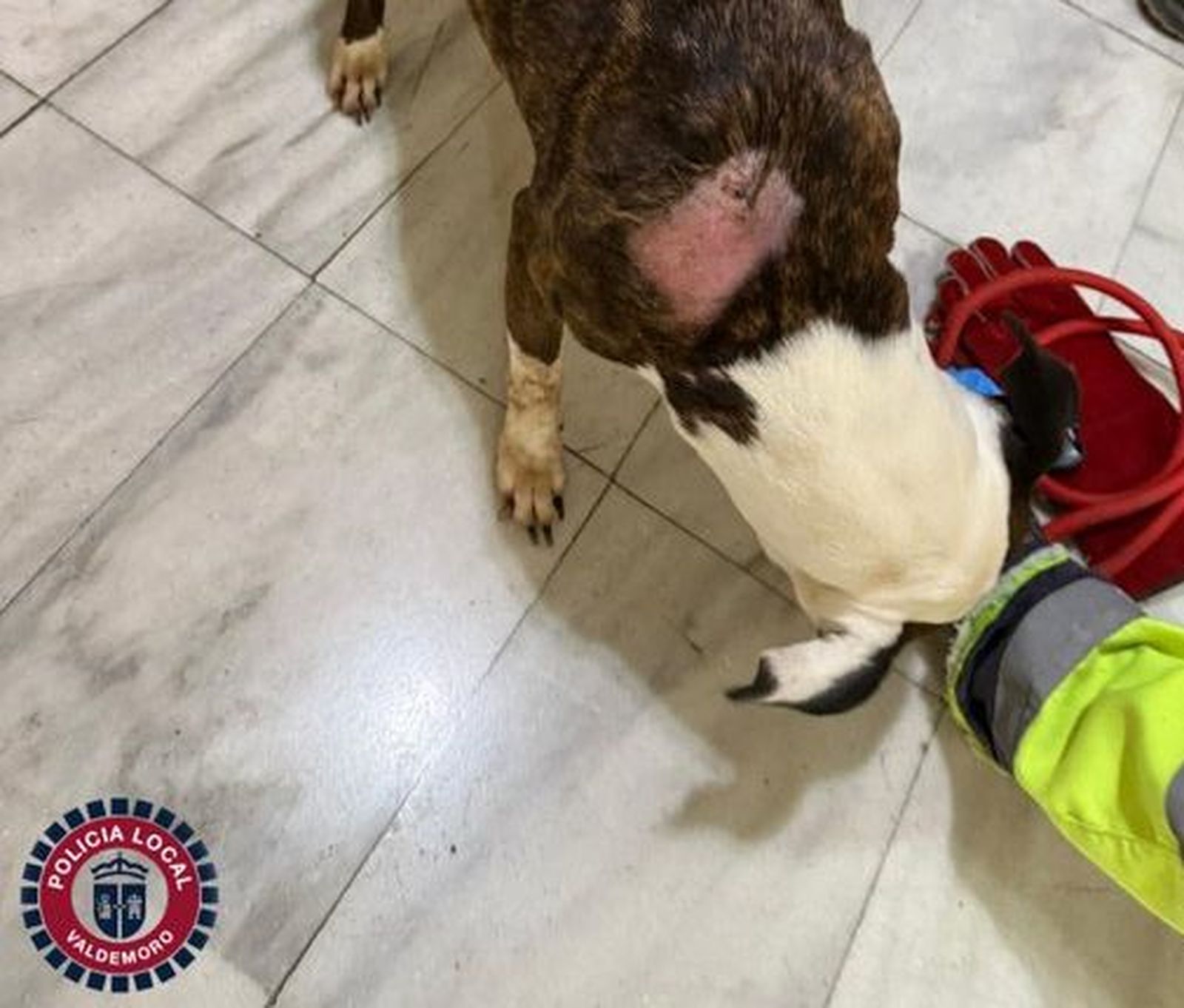 Rescate de un perro abandonado en un domicilio de Valdemoro