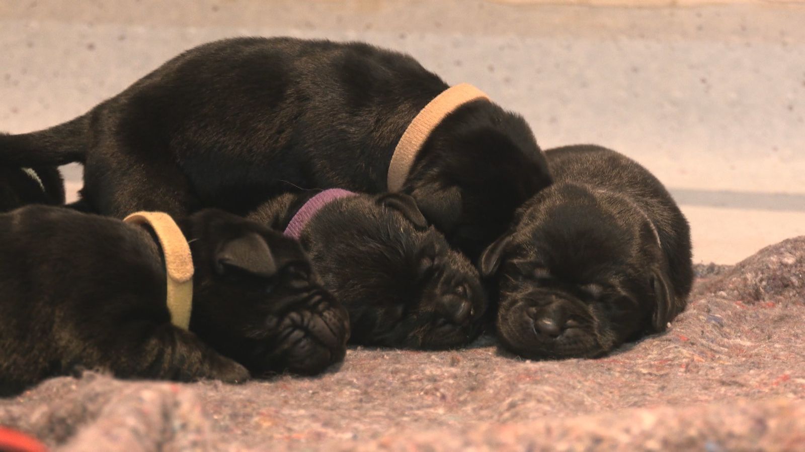 Se buscan familias de adopción para perros guía de la ONCE