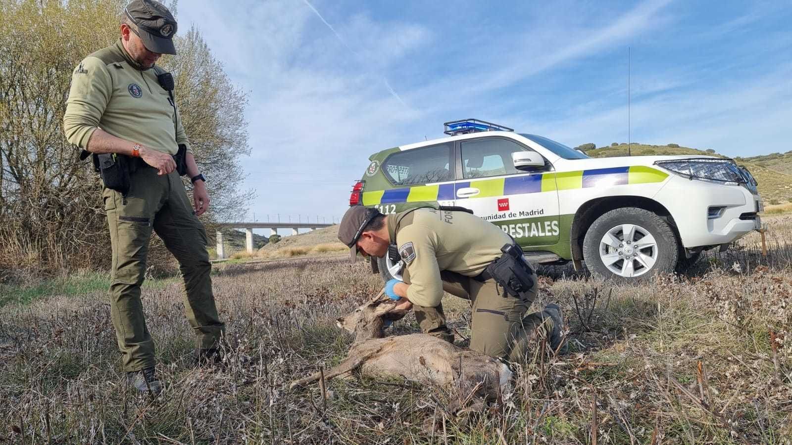 Los agentes forestales de la Comunidad, policías de la Naturaleza madrileña