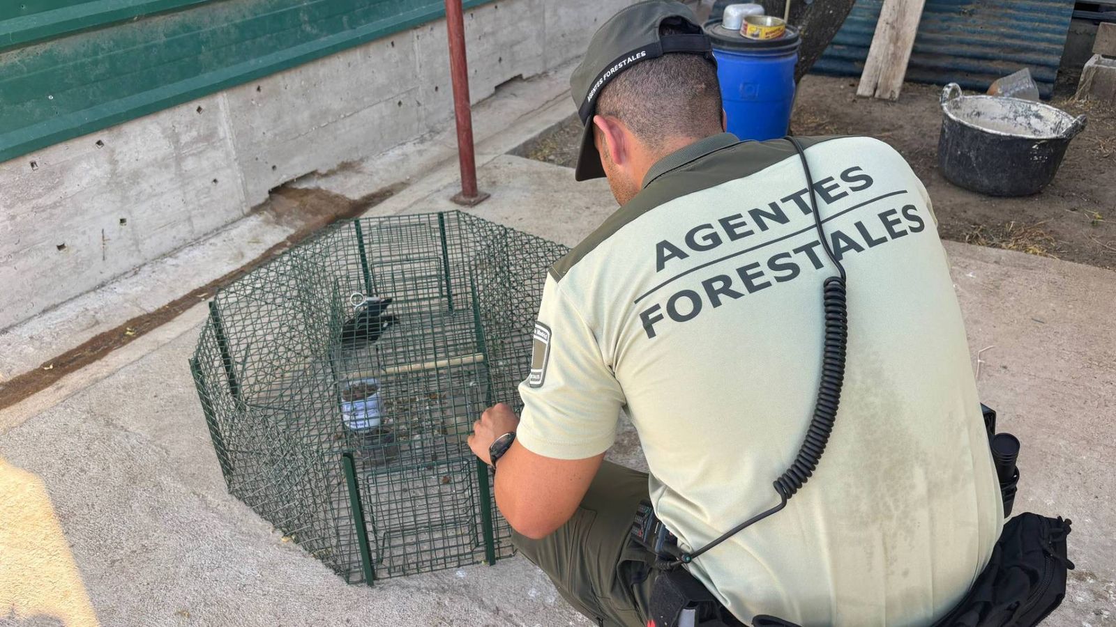 Agente forestal de Madrid junto a la trampa no autorizada utilizada para capturar urracas