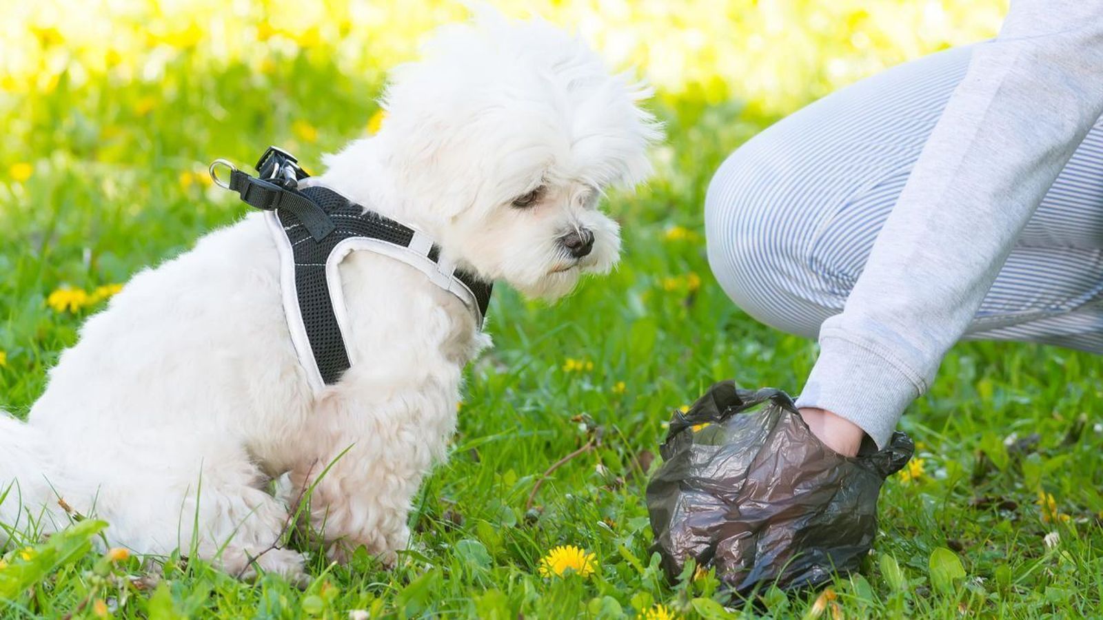 Una persona recoge las deposiciones de su perrro