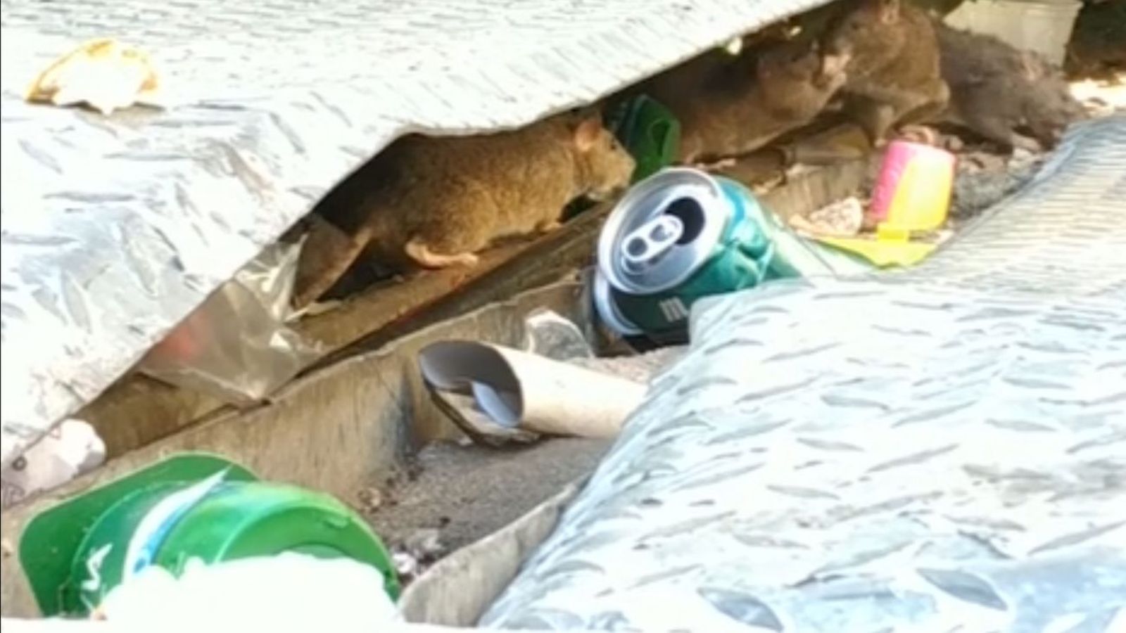 Invasión de ratas gigantes en Alcorcón