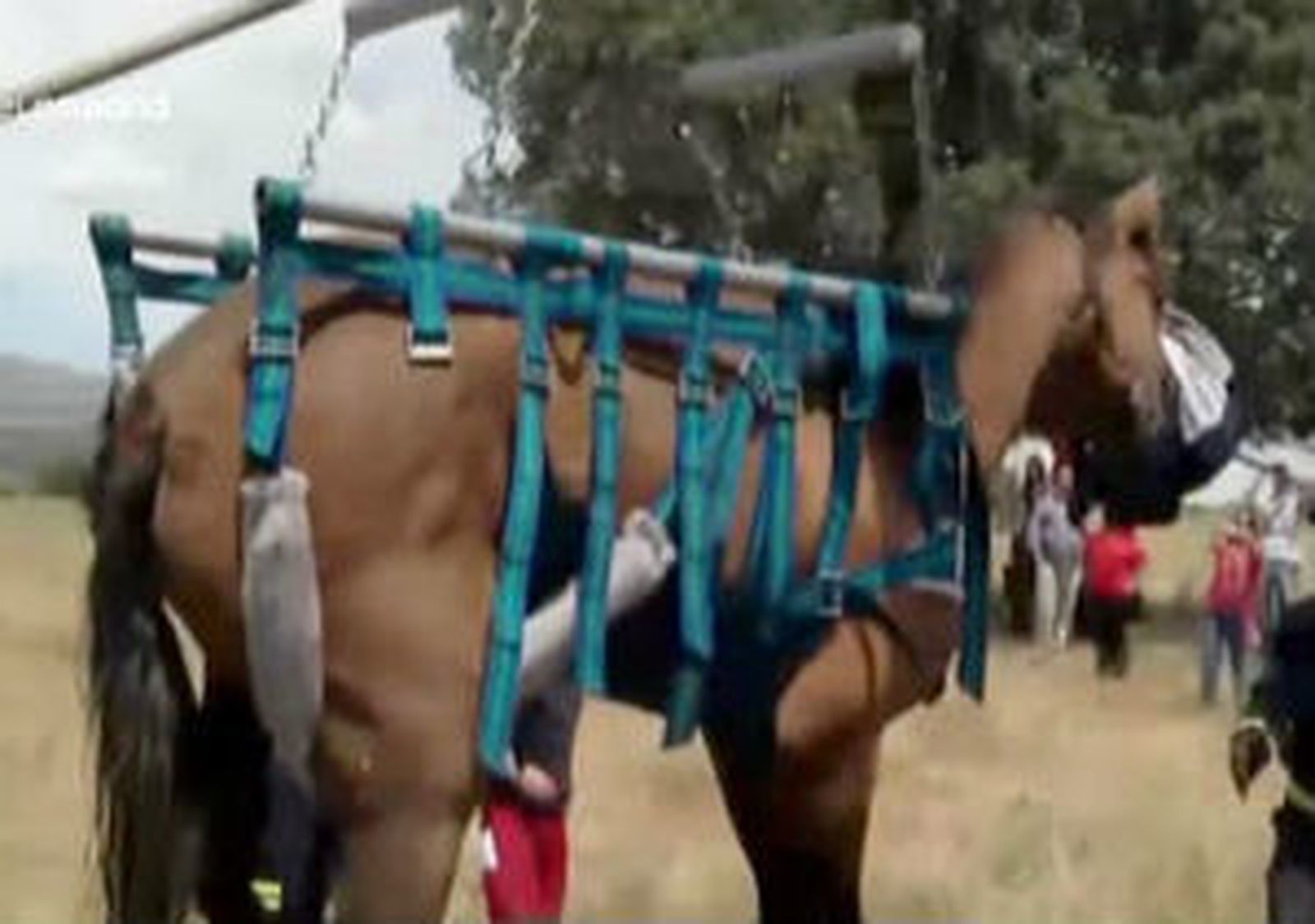 Rescatan a un caballo