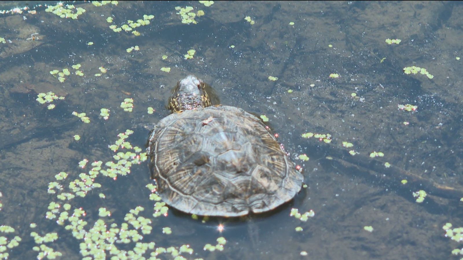 Once galápagos europeos más para las Lagunas de El Porcal de Rivas