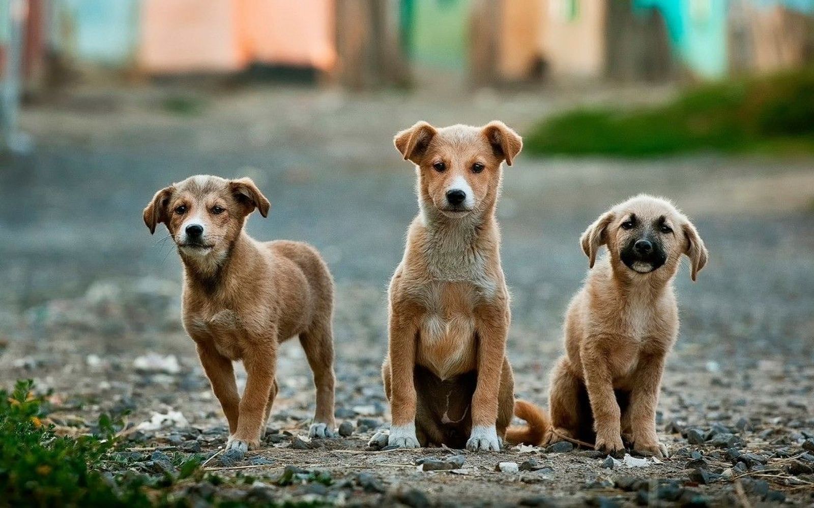 Aprobado el anteproyecto de la primera ley de derechos de los animales en España
