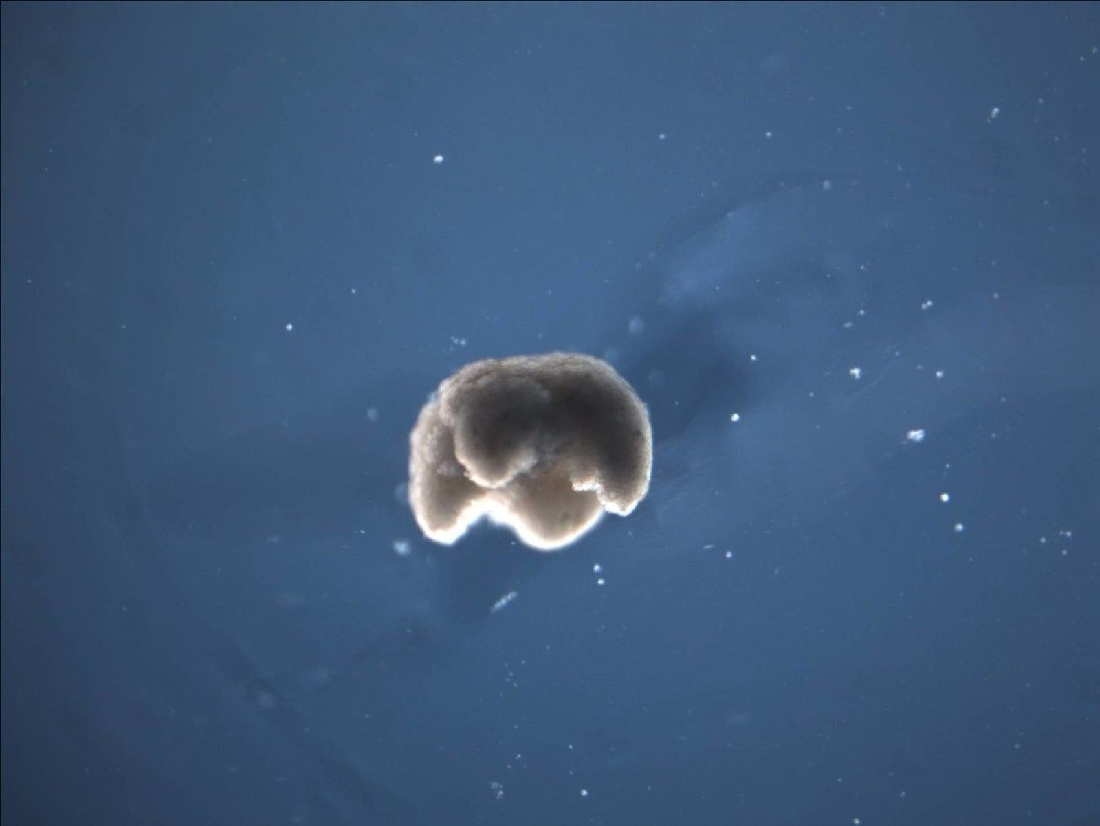 Polémico avance científico con la creación de biobots con células de rana