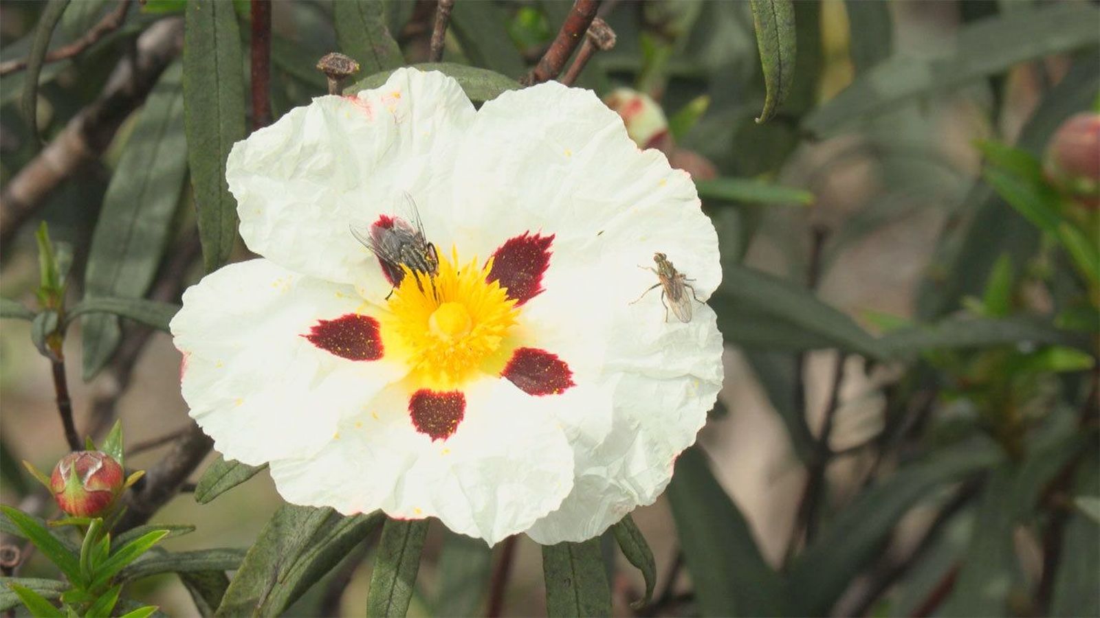 La jara, la reina de las flores en la sierra madrileña