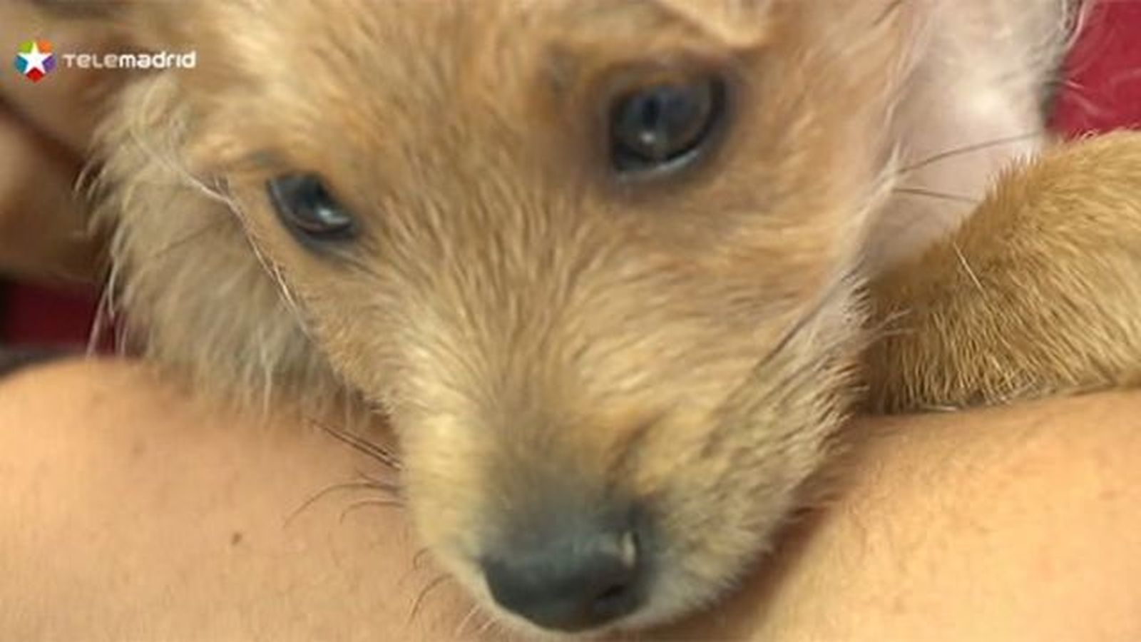 Las protectoras en España recogen un animal cad cinco minutos
