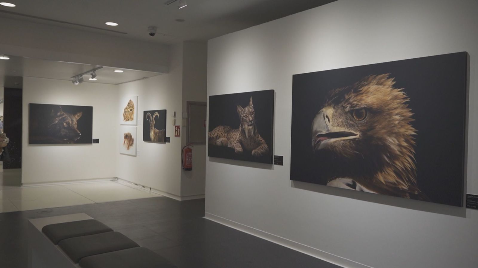 Photo Ark, la exposición que reúne imágenes de animales en peligro de extinción